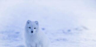 Co oznacza biały dym?