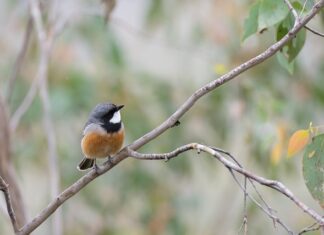 Czy można kupić gwizdek do czajnika?