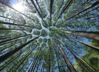 Jak wysoko daszek nad drzwiami?