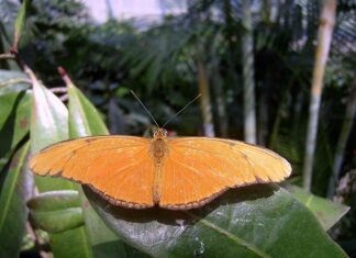 Kiedy wymiana szczotek?