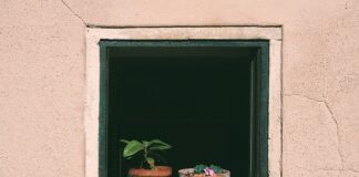 Czy można podlewać trawę w pełnym słońcu?