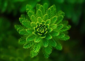 Jakie rośliny najlepiej oczyszczają wodę? Jakie rośliny najlepiej oczyszczają wodę?