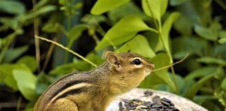 Dlaczego iskrzy na szczotkach?