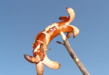 Co na grilla szybko i tanio?