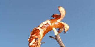 Co na grilla szybko i tanio?