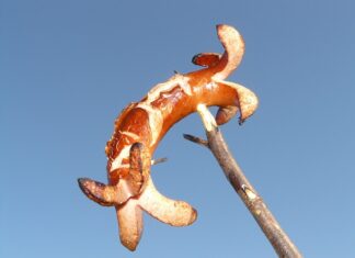 Co na grilla szybko i tanio?