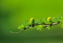 Jak odróżnić deskę sosnową od Modrzewiowej?