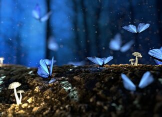 Jakie drewno jest najtańsze?