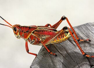 Jak zrobić konika z kasztanów?