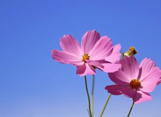 Jak zrobić kwiatki z dyni?