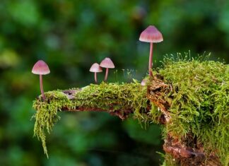 Jakie są rodzaje desek?