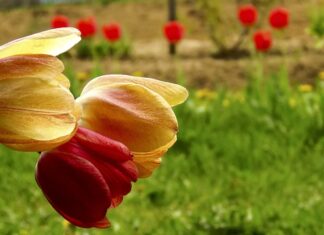 Co zrobić żeby starte jabłka nie ciemniały?