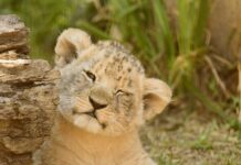 Co na dno oczka wodnego?