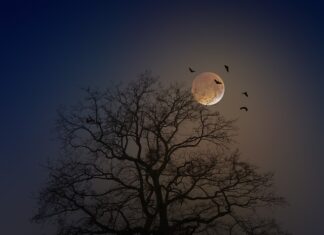 Jak zrobić nietoperza z dyni? Jak zrobić nietoperza z dyni?